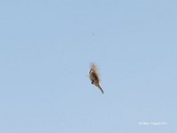 Spatz (Passer domesticus) bei Insektenjagd